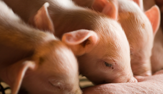 Ambient environment and thermal status relationship of pig’s body